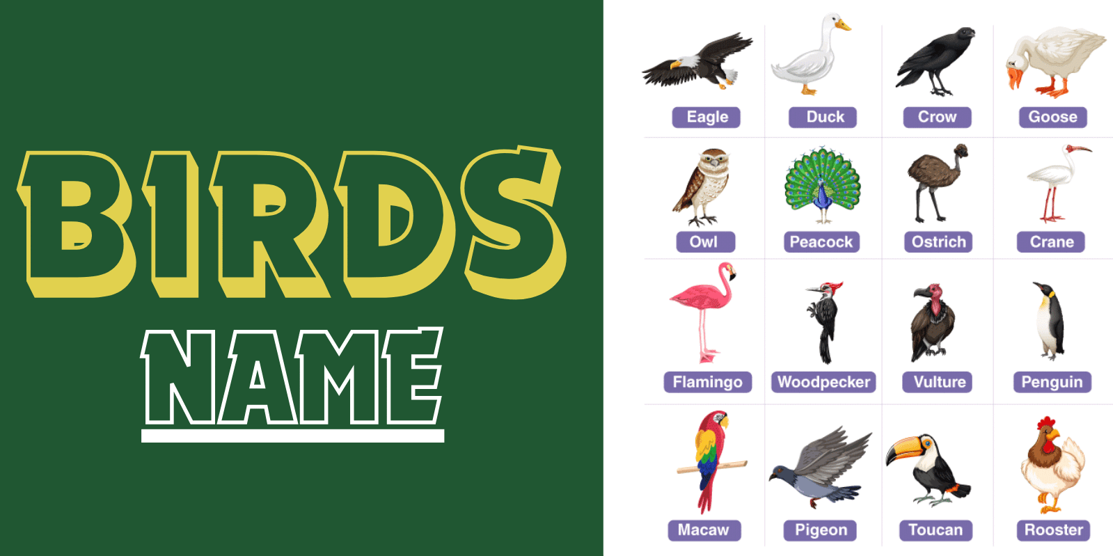 Birds name in English