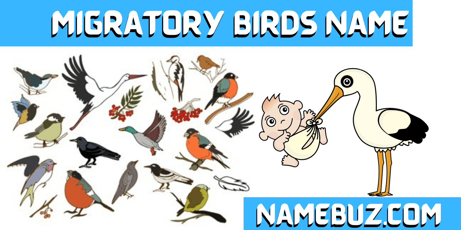 Migratory birds name picture