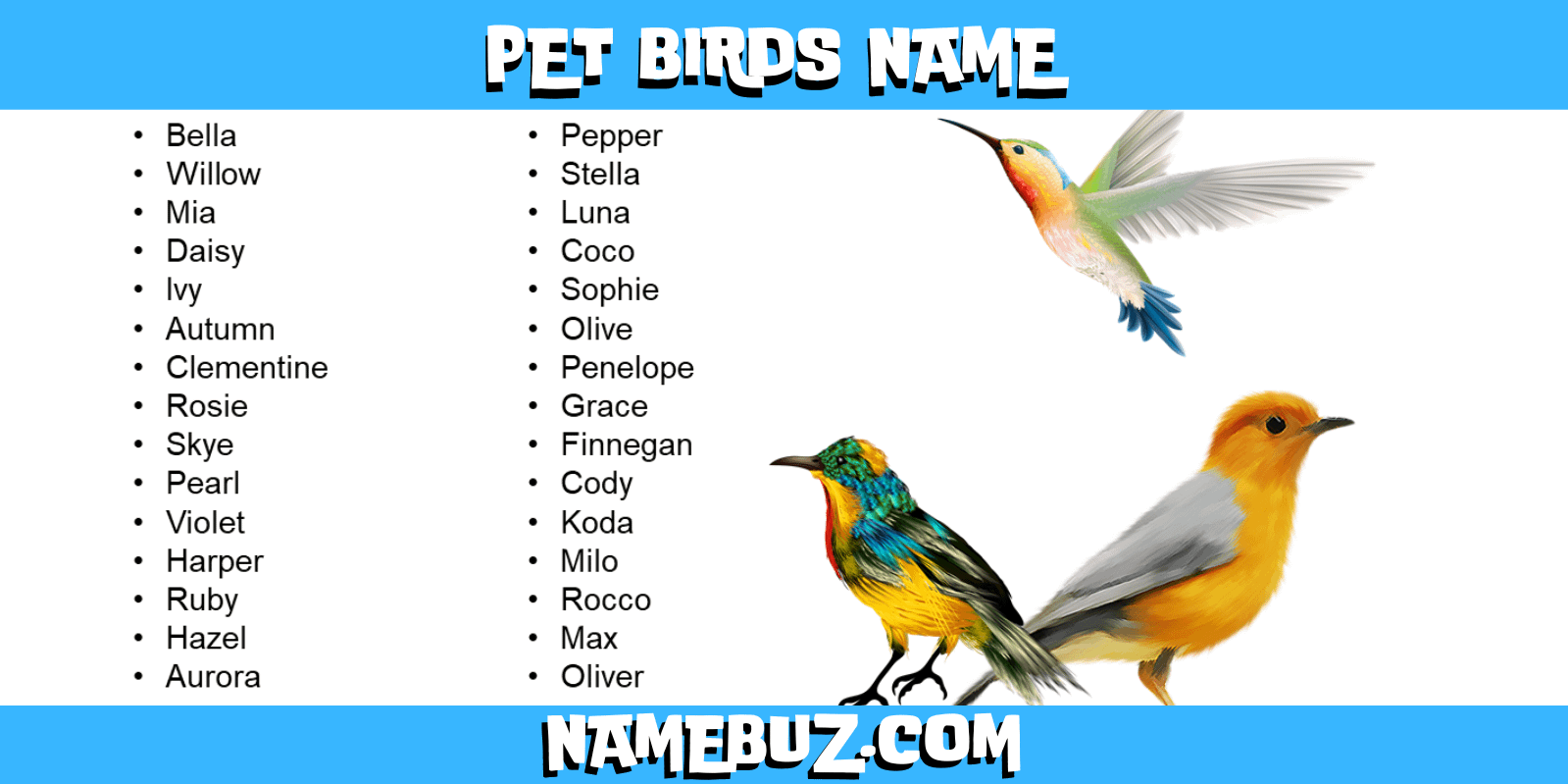 Pet birds name