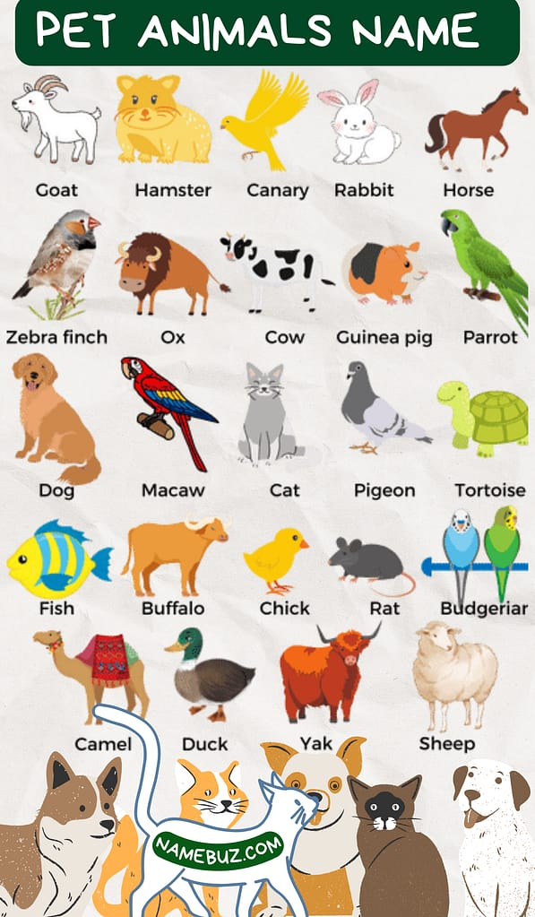Pet animals name