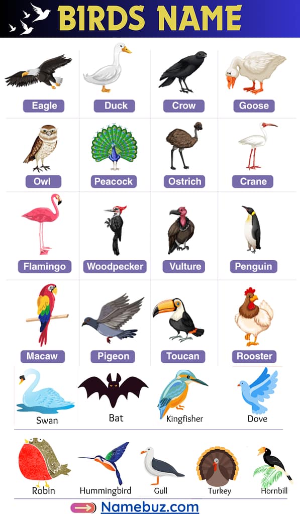 Birds name 