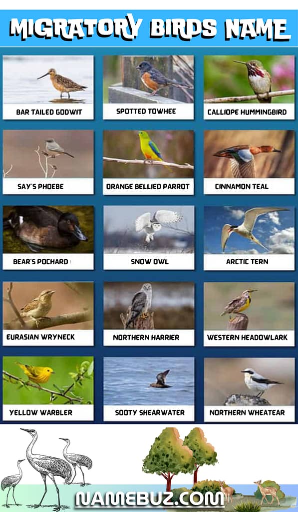 Migratory birds name 