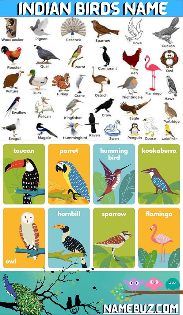 Indian birds name 